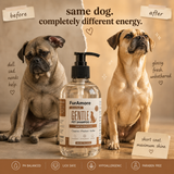 FurAmore short coat dog shampoo before after Pug Boxer smooth shiny coat 300ml